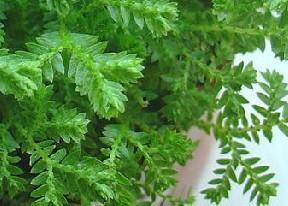 幸福草,探寻自然与心灵的和谐共鸣